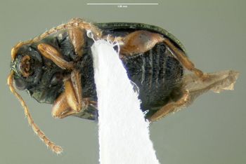 Media type: image;   Entomology 613284 Aspect: habitus ventral view